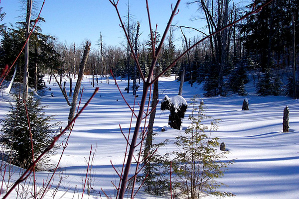 BurmaSwamp