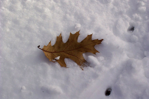 OakLeaf