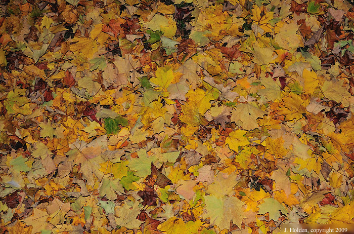 Gold Carpet of Leaves