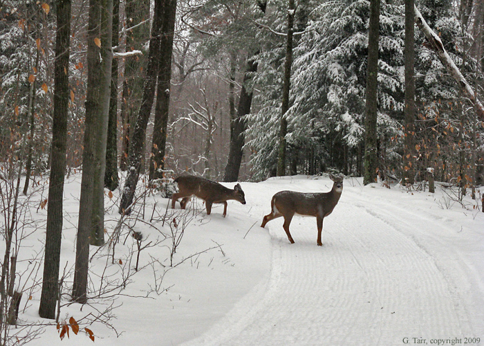 Deer on Ridge