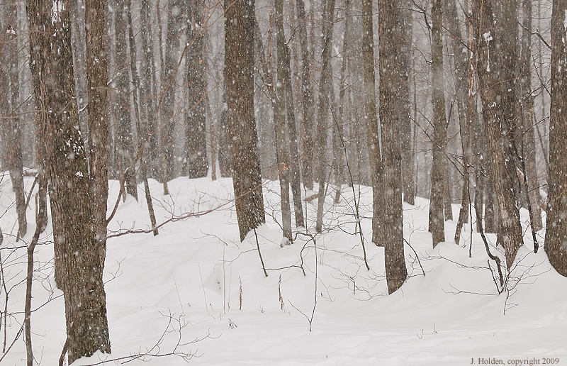 Snow in the Forest