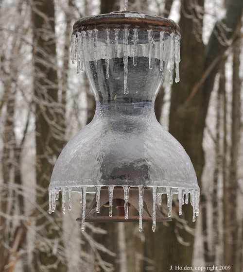 Bird feeder with icy fringe