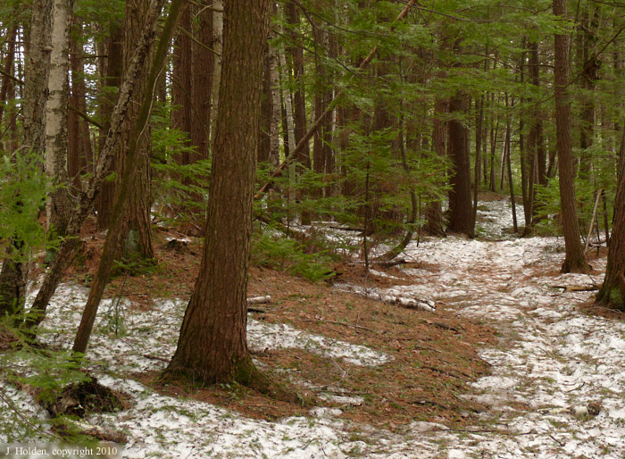 Dark Forest