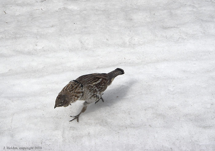 Grouse with a Mission