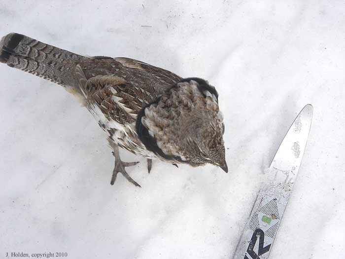 Grouse2