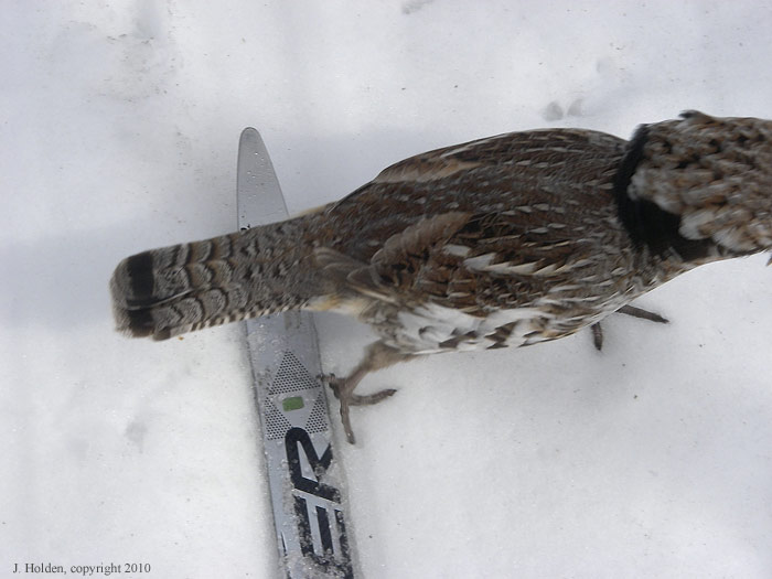 Grouse3