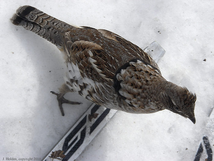 Grouse4