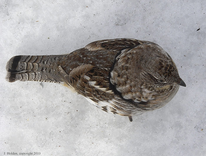 Grouse5
