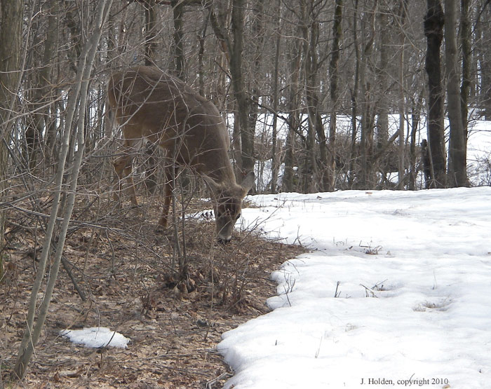 Browsing Deer