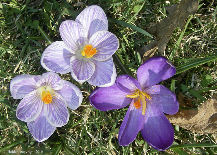 Crocus Sequel