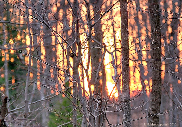 Tangled Kingsmere Swamp