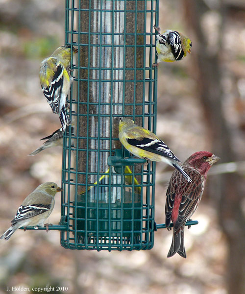 Finch feeding-frenzy