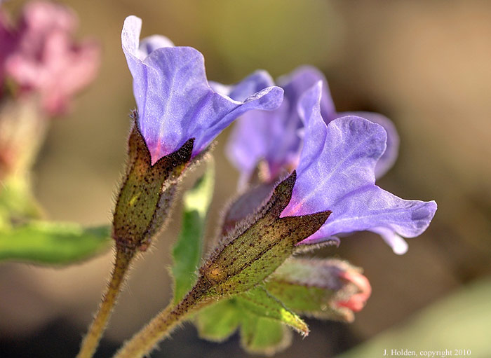 Pulmonaria