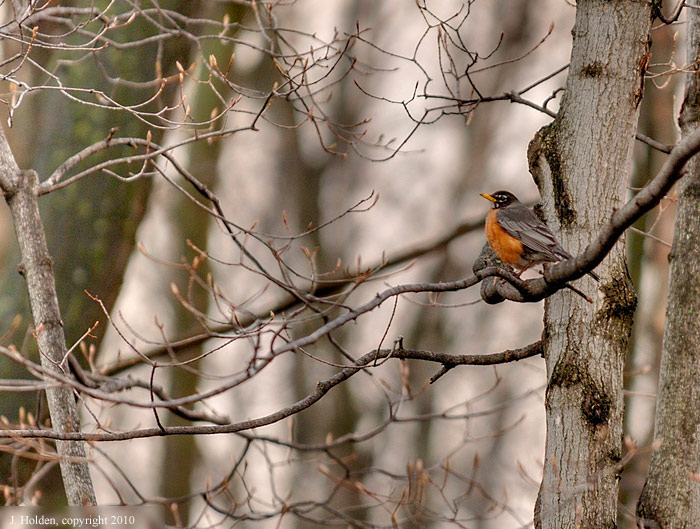 Early Morning Robin