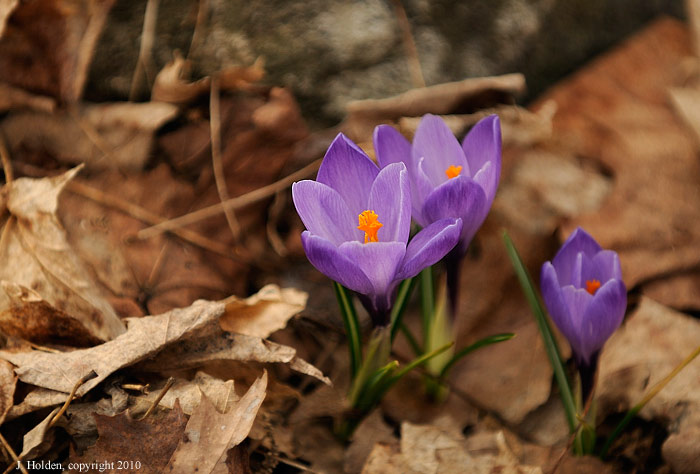 Crocus in the leaves