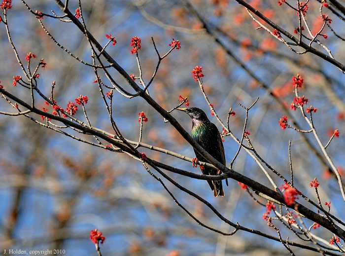 starling  and maple flowers