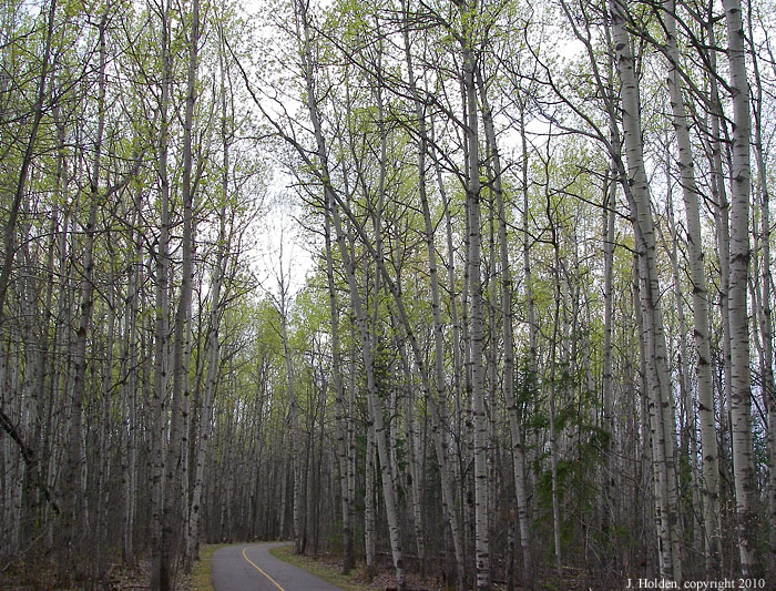 Ottawa River Pathway and Gatineau Hills