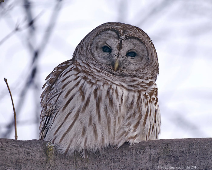 Barred Owl