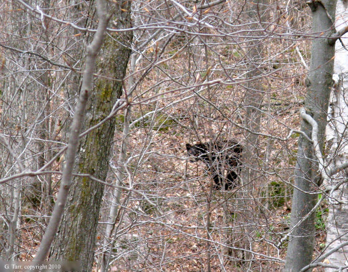 One of three bears near Black Lake