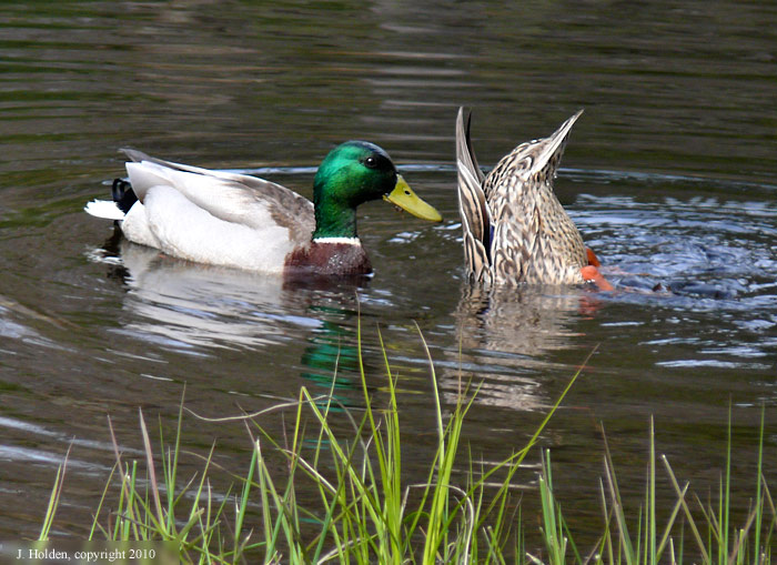 Mallards