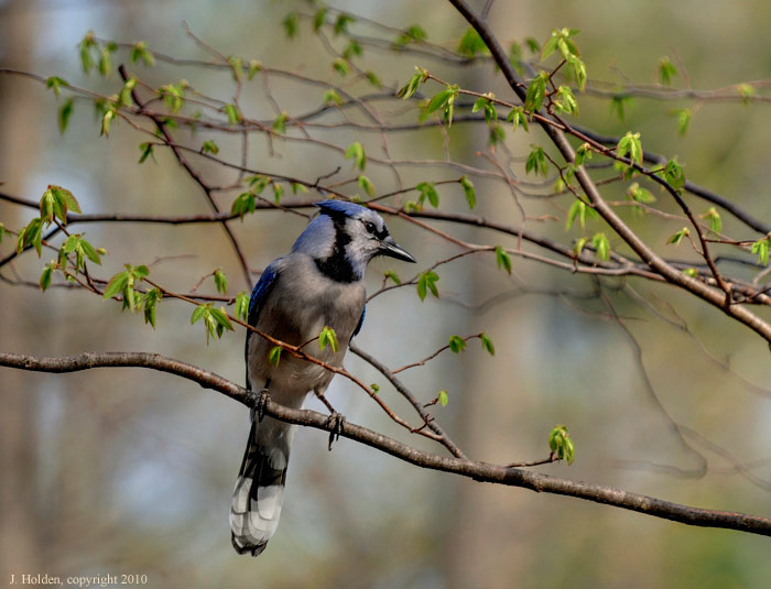 Blue Jay Sentry