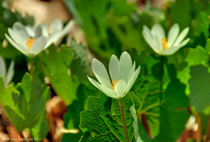 Bloodroot