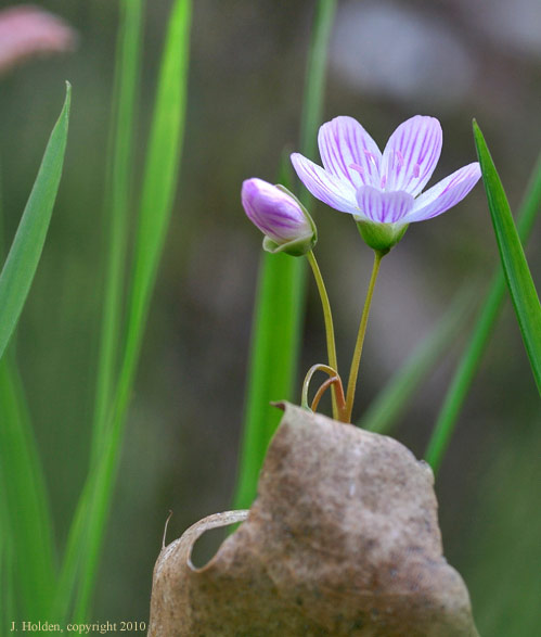 Spring Beauty