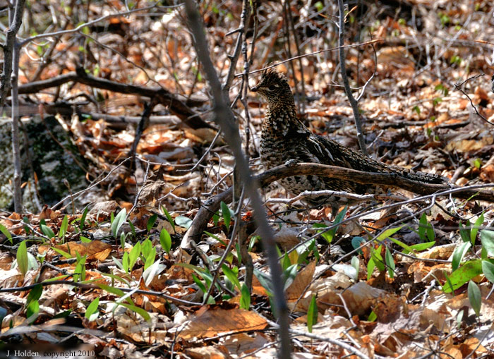 Grouse in the Undergrowth