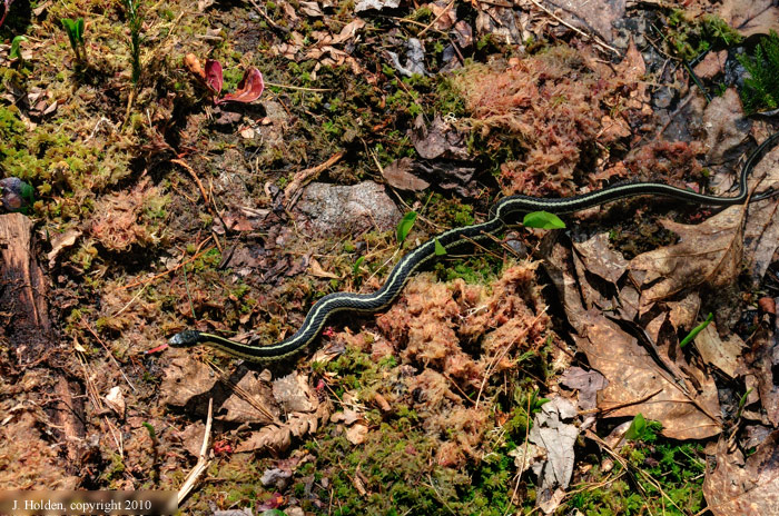 Grass Snake sunning on the trail