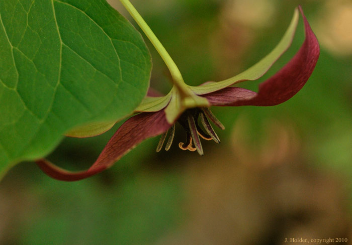 Red Trillium