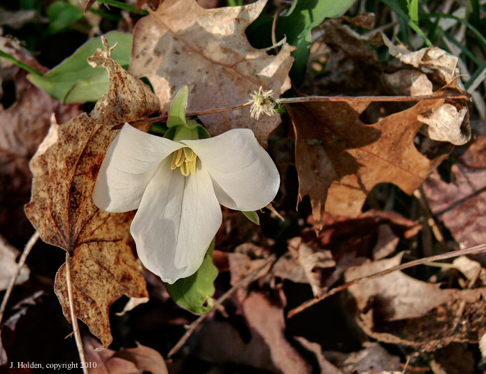 White Trillium in the Leaves
