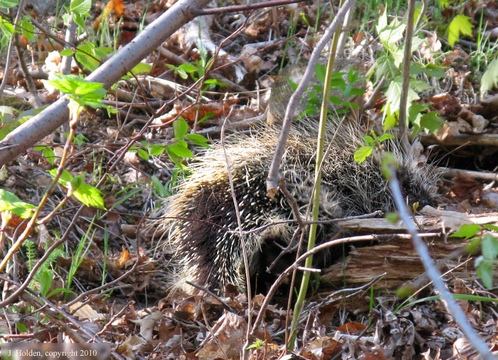 Porcupine near Fortune Parkway