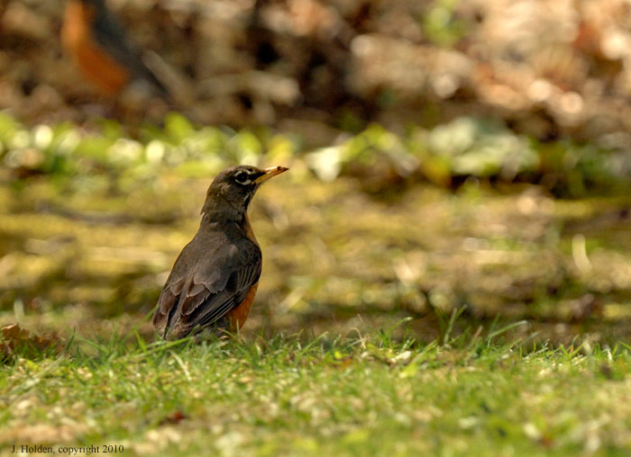 Red Breasted Robin