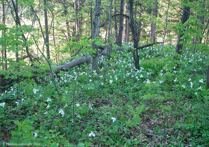 Trilliums, ferns and late afternoon sun