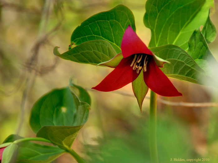 Red Trillium