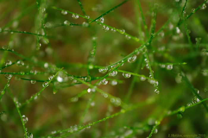 Rain in the grass