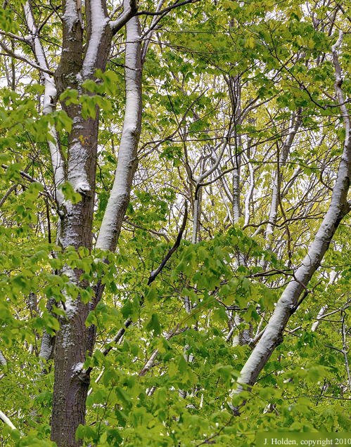 Snow in Spring