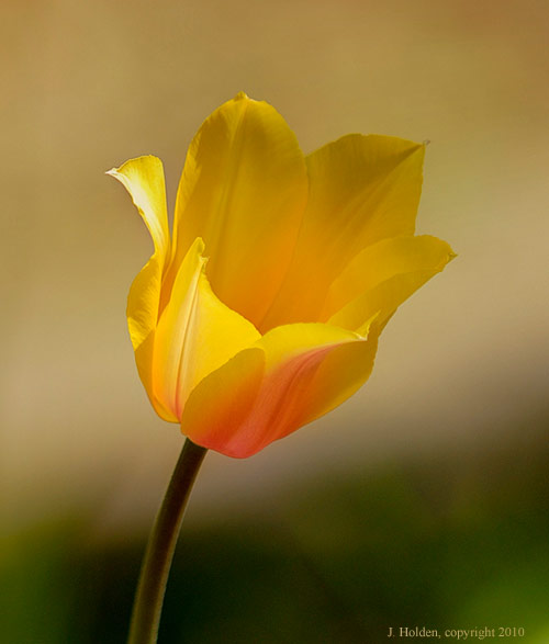Yellow Tulip