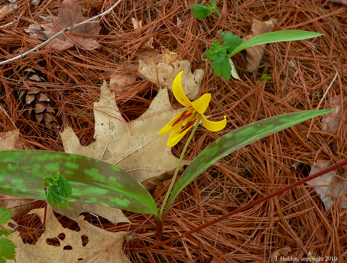 Dog Tooth Violet
