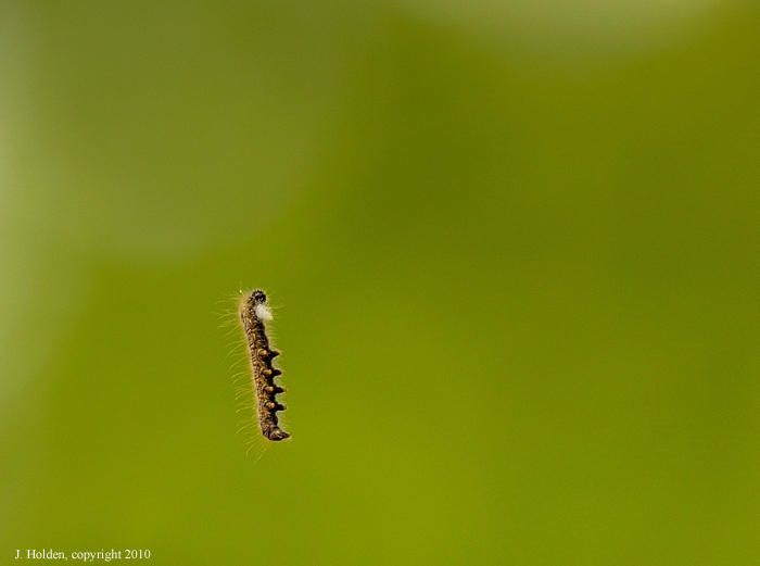 Dangling Caterpillar