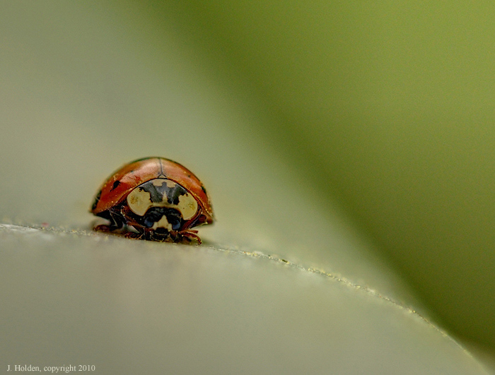 Lady Bug