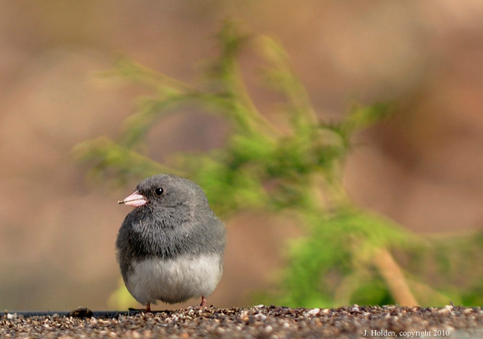 Junco