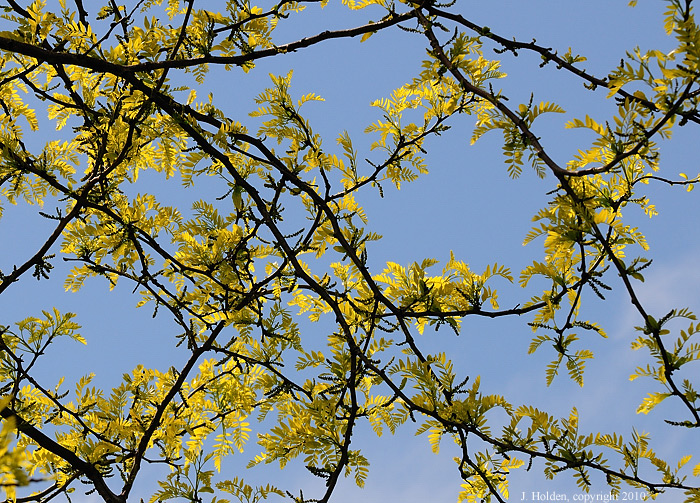 Sunburst locust and blue sky