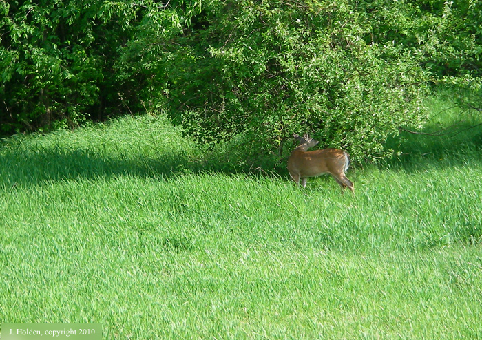 Deer near the Rockcliffe Parkway