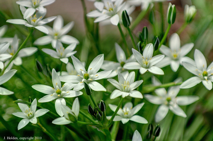 White Flowers