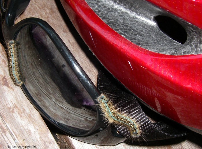 Caterpillars at O'Brien