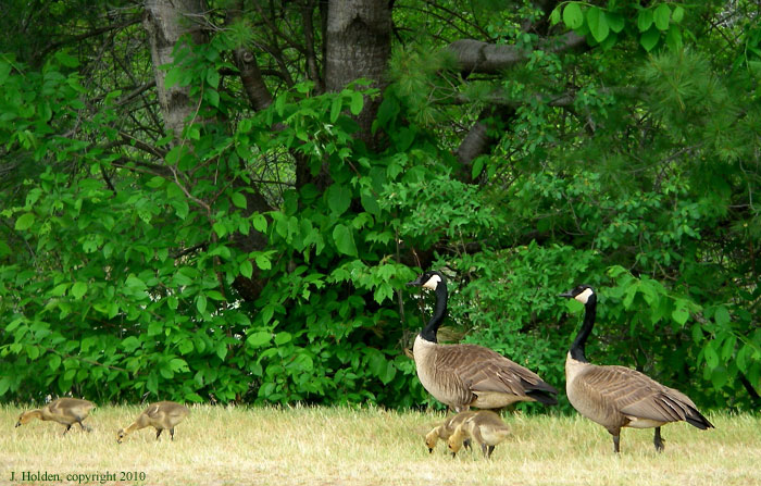 Canada Geese with chicks