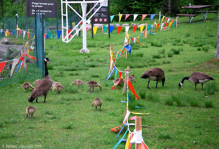 Illiterate Geese