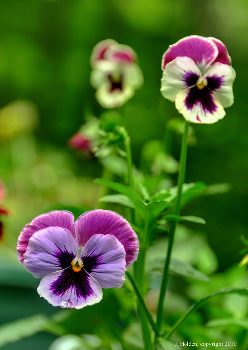 Pansies, first bloom