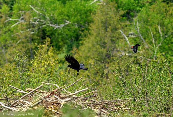 Red-winged blackbird and Crow, Meech Lake
